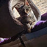 animal, brick_wall, cat, cat_bed, cozy, curious, cute, ears, feline, fur, house_pet, indoor, looking, paws, pet, portrait, relaxed, resting, tabby, whiskers