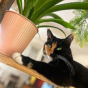 Rose participe au concours pour gagner de l'argent avec cette photo : cat, calico_cat, plant, potted_plant, wooden_shelf, green_leaves, indoor, pet, animal, feline, fur, relaxed, curious, closeup, domestic, home, nature, leaf, whiskers, resting