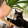 cat, calico_cat, plant, potted_plant, wooden_shelf, green_leaves, indoor, pet, animal, feline, fur, relaxed, curious, closeup, domestic, home, nature, leaf, whiskers, resting
