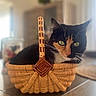 Rose participe au concours pour gagner de l'argent avec cette photo : cat, calico_cat, basket, woven_basket, table, indoor, pet, feline, green_eyes, fur, calm, resting, close_up, domestic_animal, wooden_table, natural_light, home_interior, blurred_background, cute, animal_portrait