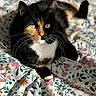 Rose a rejoint le concours — aidez-le/la à gagner de superbes lots ! cat, calico_cat, green_eyes, fur, whiskers, bedspread, floral_pattern, indoor, sunlight, resting, pet, animal, closeup, cozy, soft_light, relaxed, cute, domestic_cat, portrait, feline