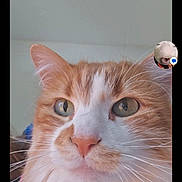 Tinker Rudd is registered to the contest to win money with this photo: animal, animal_portrait, calm, cat, close_up, cute, domestic_cat, face, feline, fluffy, fur, green_eyes, indoor, orange_cat, pet, portrait, soft_light, whiskers, whiskers_visible, white_fur