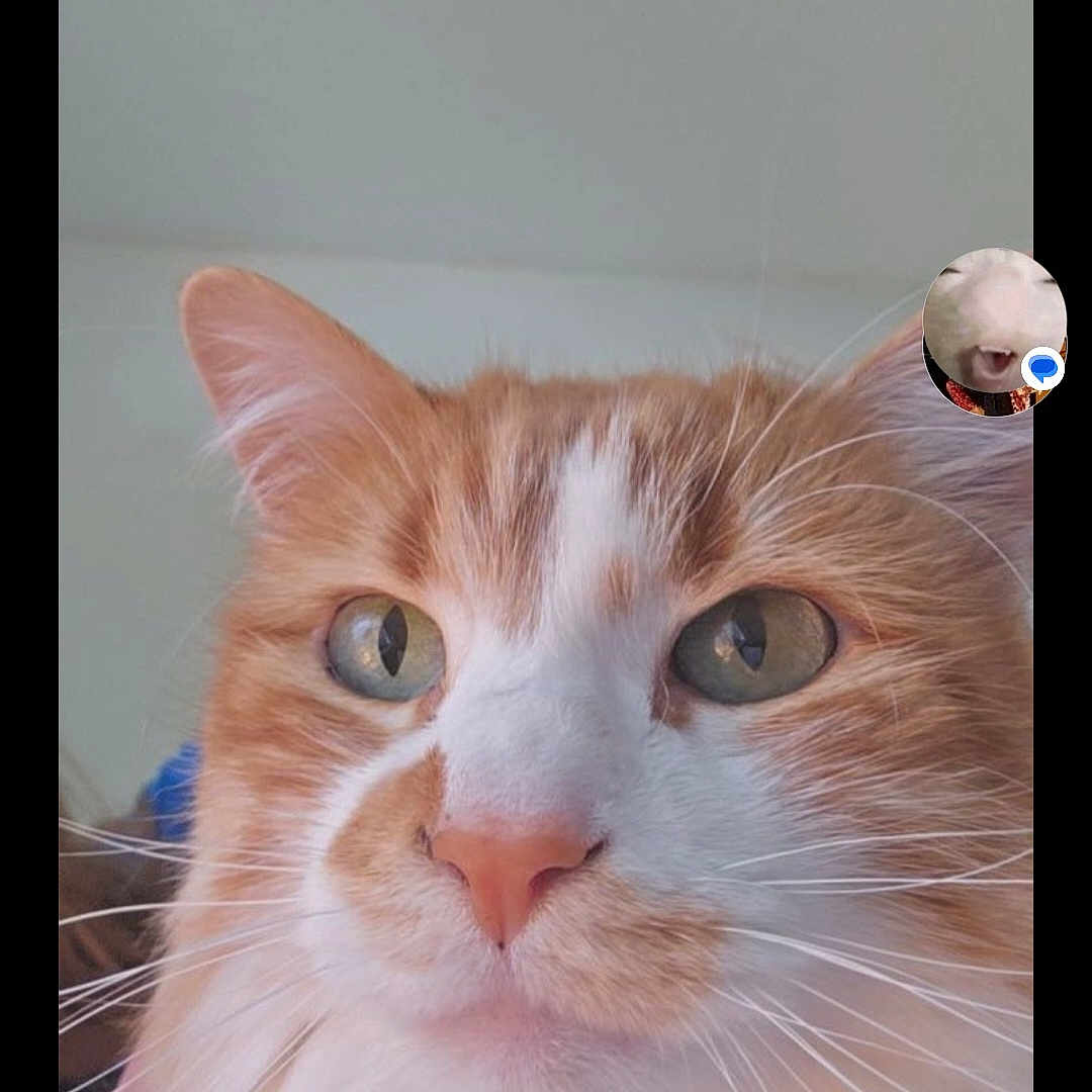 Tinker Rudd is registered to the contest to win money with this photo: animal, animal_portrait, calm, cat, close_up, cute, domestic_cat, face, feline, fluffy, fur, green_eyes, indoor, orange_cat, pet, portrait, soft_light, whiskers, whiskers_visible, white_fur