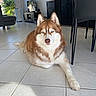 dog, husky, blue_eyes, indoor, living_room, tile_floor, furniture, black_chair, television, pet, canine, resting, relaxed, natural_light, modern_interior, houseplant, window, home, animal, fur