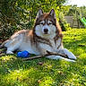 dog, husky, grass, outdoor, toy, stick, greenery, sunlight, pet, playground, slide, bush, leafy, animal, canine, relaxed, nature, summer, yard, daylight