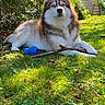 dog, husky, grass, stick, toy, outdoor, sunlight, greenery, pet, animal, nature, backyard, fence, play, relaxing, canine, summer, garden, fur, blue_eyes