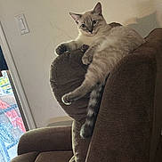 Maomao joined the competition — help win amazing prizes! cat, couch, indoor, furniture, relaxed, pet, tail, window, light_switch, brown, fluffy, home, animal, resting, cozy, domestic, mammal, feline, sitting, comfortable