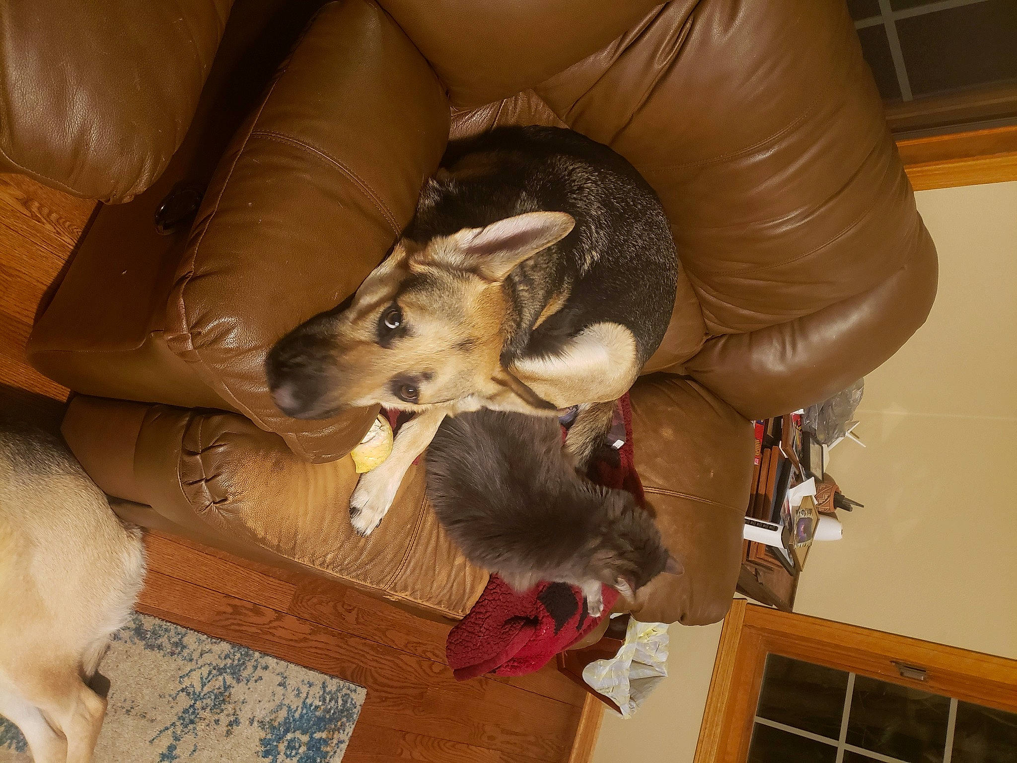 Jericho is registered to the contest to win money with this photo: canidae, carnivore, dog, dog_breed, fawn, mammal, sporting_group