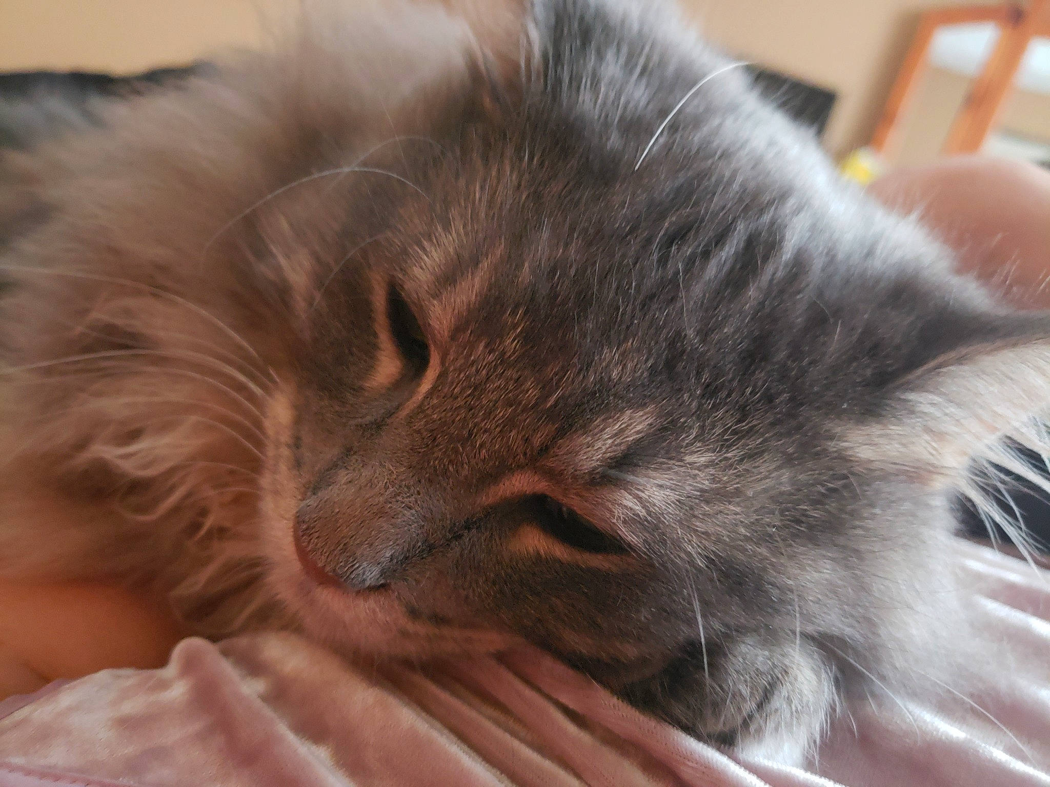 Cortez joined the competition — help win amazing prizes! american_curl, british_longhair, british_semi_longhair, carnivore, cat, close_up, domestic_long_haired_cat, ear, felidae, fur, kitten, nap, nebelung, norwegian_forest_cat, ragamuffin, siberian, sleep, small_to_medium_sized_cats, snout, whiskers