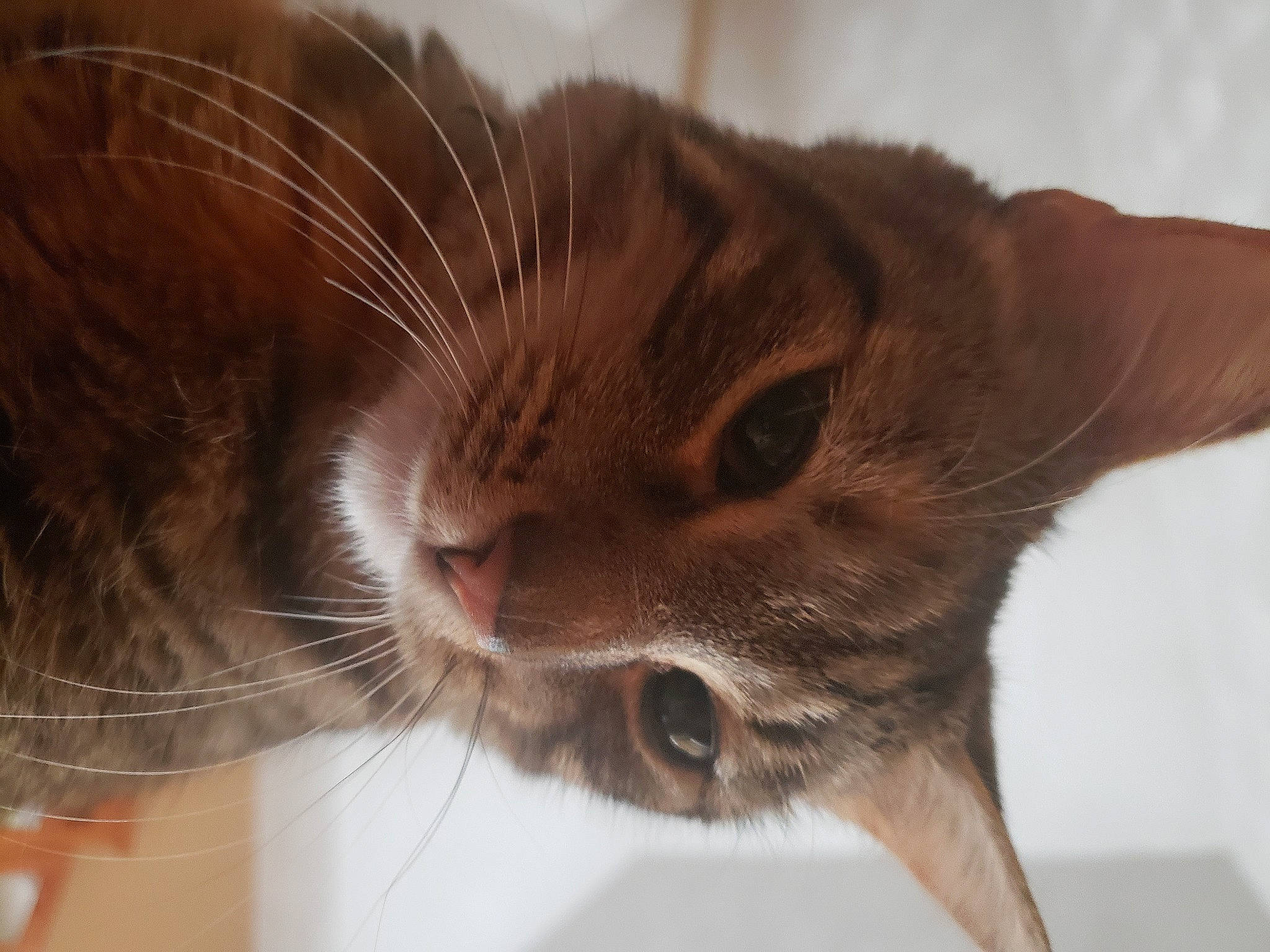 Adalina joined the competition — help win amazing prizes! asian, carnivore, cat, close_up, domestic_short_haired_cat, ear, european_shorthair, eye, felidae, fur, kitten, mammal, small_to_medium_sized_cats, snout, tabby_cat, whiskers