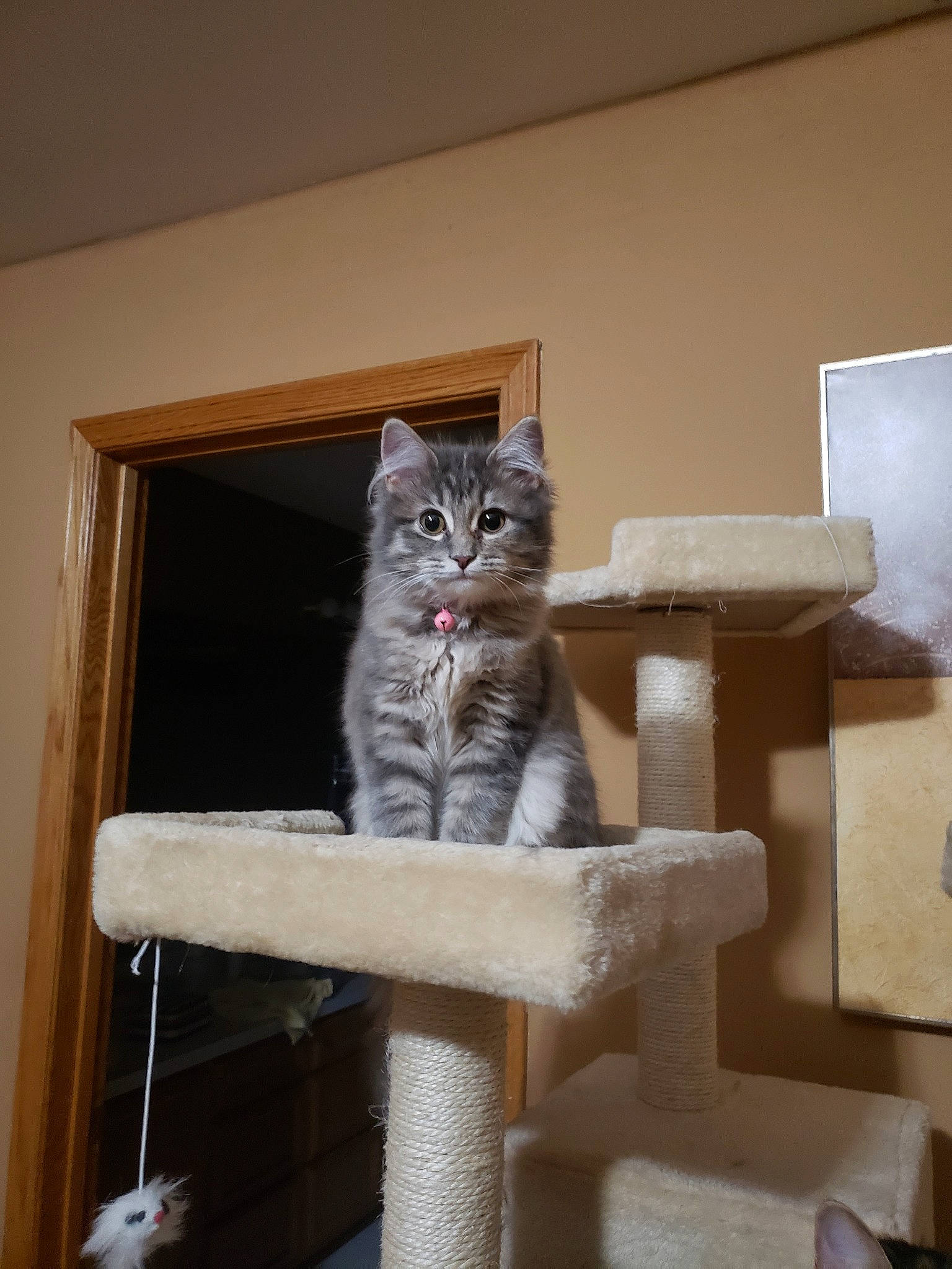 Nyx is registered to the contest to win money with this photo: aegean_cat, american_shorthair, asian, carnivore, cat, domestic_short_haired_cat, dragon_li, european_shorthair, felidae, kitten, norwegian_forest_cat, polydactyl_cat, small_to_medium_sized_cats, tabby_cat, turkish_angora, turkish_van, whiskers