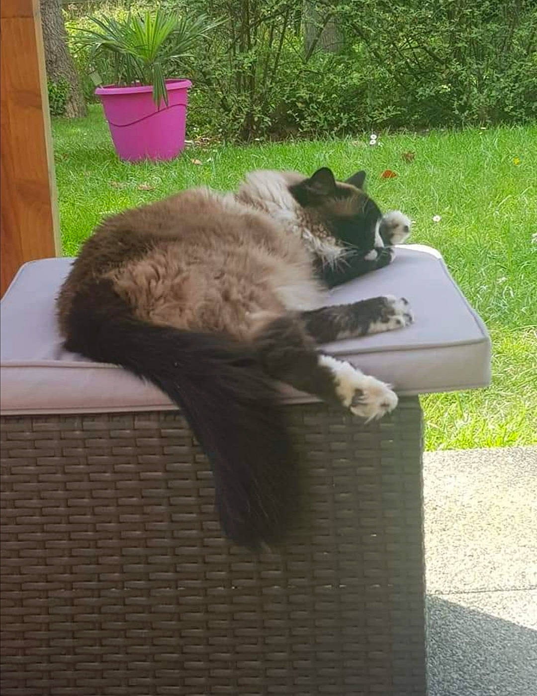 Le Chat participe au concours pour gagner de l'argent avec cette photo : carnivore, cat, domestic_short_haired_cat, felidae, polydactyl_cat, small_to_medium_sized_cats, tail, whiskers