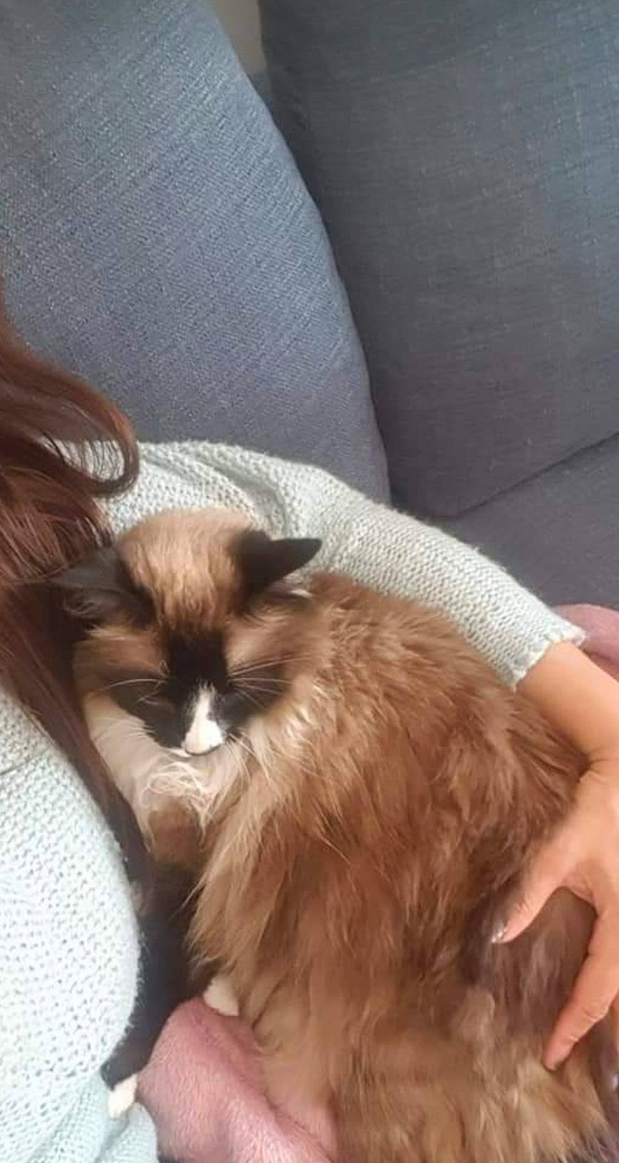 Le Chat participe au concours pour gagner de l'argent avec cette photo : balinese, birman, carnivore, cat, ear, fawn, felidae, kitten, mammal, ragdoll, small_to_medium_sized_cats, snowshoe, tonkinese, whiskers