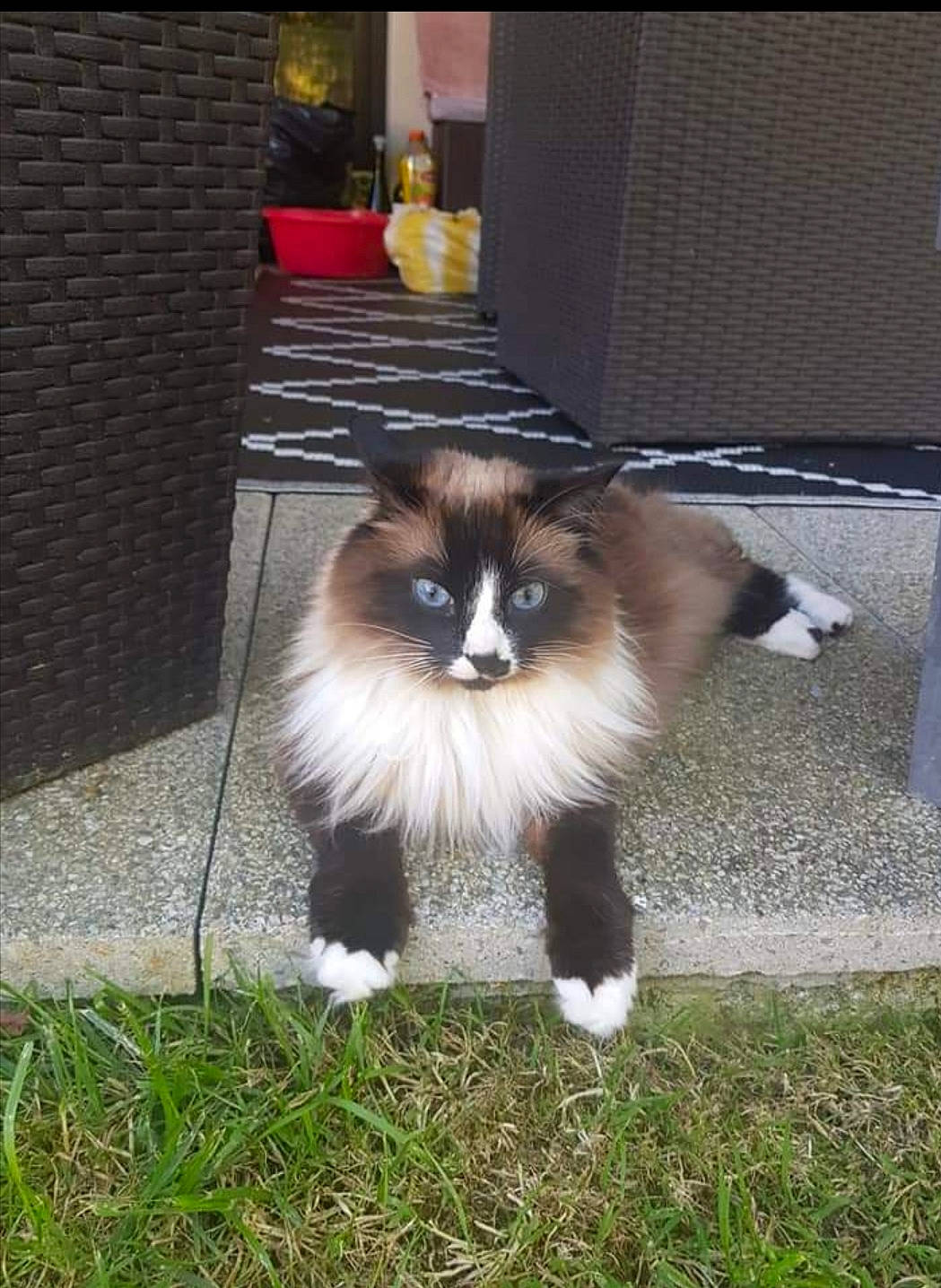 Le Chat participe au concours pour gagner de l'argent avec cette photo : birman, carnivore, cat, domestic_long_haired_cat, fawn, felidae, grass, kitten, mammal, norwegian_forest_cat, persian, ragdoll, small_to_medium_sized_cats, snowshoe, tail, whiskers