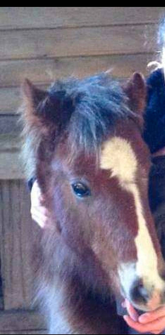 Camel a rejoint le concours — aidez-le/la à gagner de superbes lots ! colt, ear, foal, horse, landscape, liver, livestock, mammal, mane, mare, mustang_horse, nose, pony, shetland_pony, sky, snout, sorrel, stallion, vertebrate