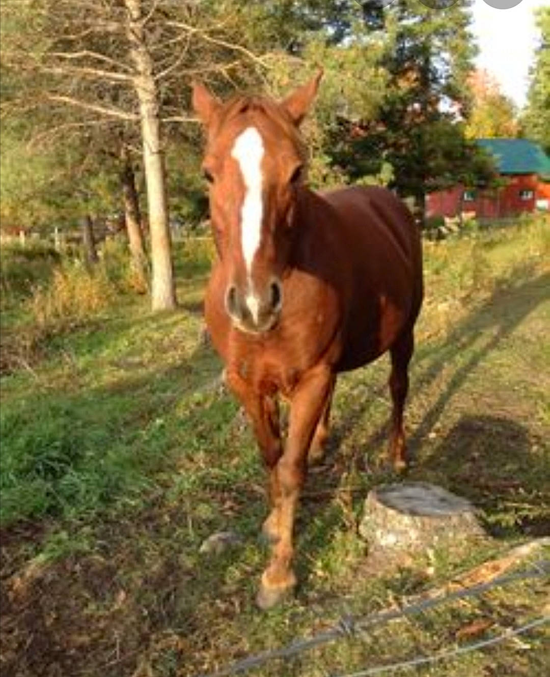 Camel participe au concours pour gagner de l'argent avec cette photo : colt, foal, grass, horse, landscape, liver, livestock, mammal, mane, mare, mustang_horse, pack_animal, pasture, ranch, snout, sorrel, stallion, terrestrial_animal, vertebrate, wildlife