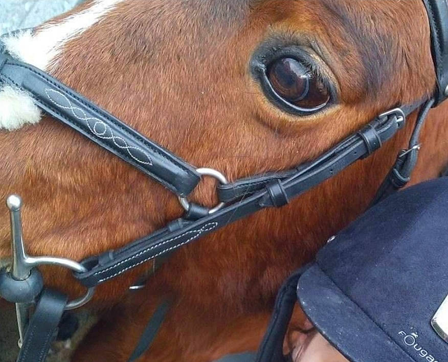 Camel a rejoint le concours — aidez-le/la à gagner de superbes lots ! bit, bridle, eye, fawn, halter, horse, horse_harness, horse_tack, liver, rein, snout, sorrel