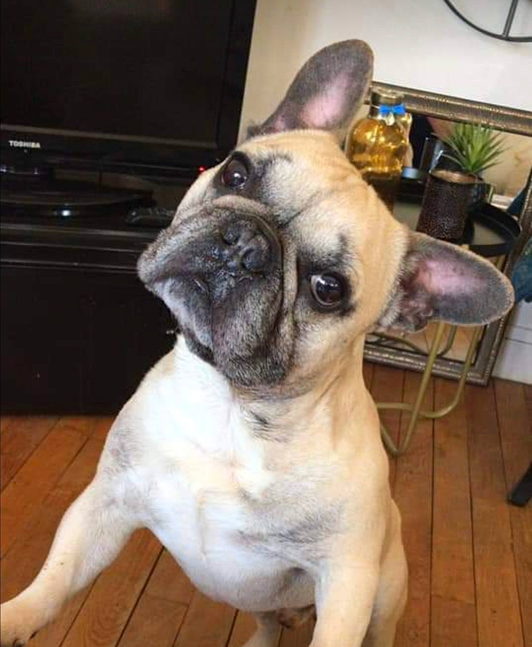 Leo participe au concours pour gagner de l'argent avec cette photo : ancient_dog_breeds, bulldog, canidae, carnivore, companion_dog, dog, dog_breed, ear, eye, fawn, french_bulldog, mammal, molosser, non_sporting_group, nose, pug, snout, toy_bulldog, vertebrate, whiskers