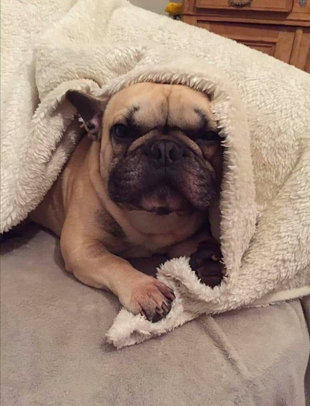 Leo participe au concours pour gagner de l'argent avec cette photo : bulldog, canidae, carnivore, companion_dog, dog, dog_breed, fawn, mammal, non_sporting_group, nose, pug, puppy, puppy_love, skin, snout, toy_bulldog, toy_dog, vertebrate, whiskers, wrinkle