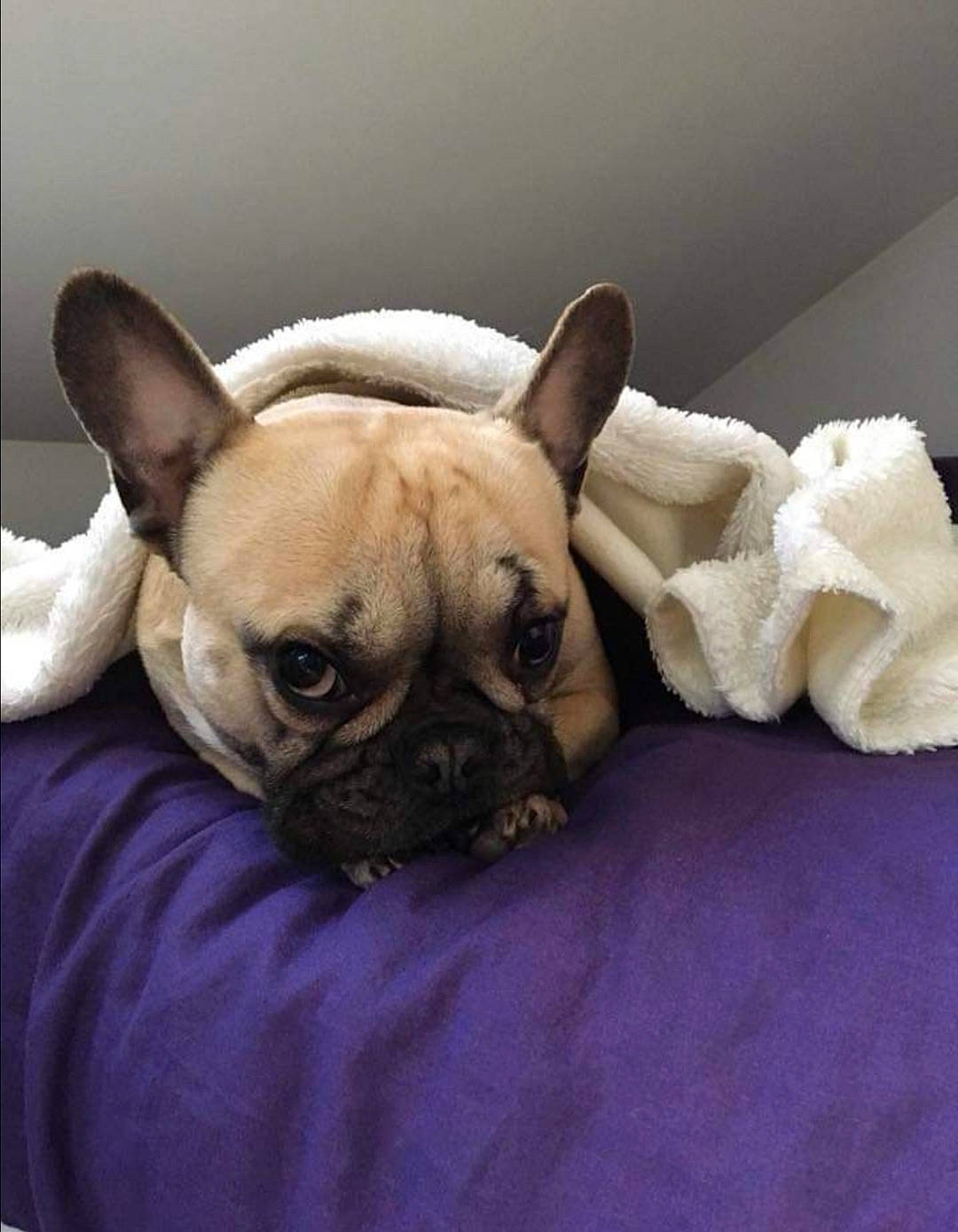 Leo participe au concours pour gagner de l'argent avec cette photo : bulldog, canidae, carnivore, companion_dog, dog, dog_breed, ear, fawn, french_bulldog, mammal, nap, non_sporting_group, pug, puppy, skin, snout, toy_bulldog, vertebrate