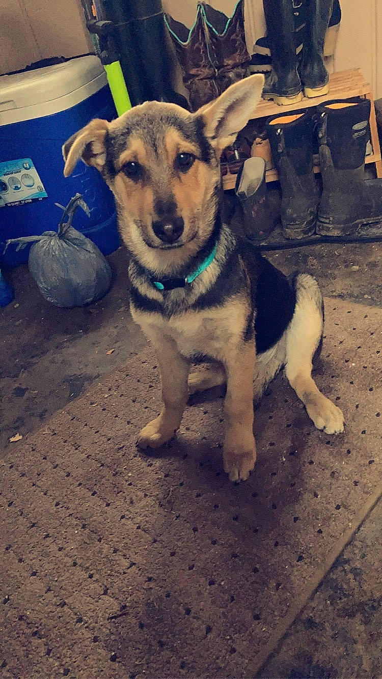 Mia is registered to the contest to win money with this photo: carnivore, chair, collar, companion_dog, dog, dog_breed, dog_clothes, dog_collar, dog_supply, door, fawn, flooring, fur, leash, mammal, paw, snout, street_dog, whiskers, working_animal