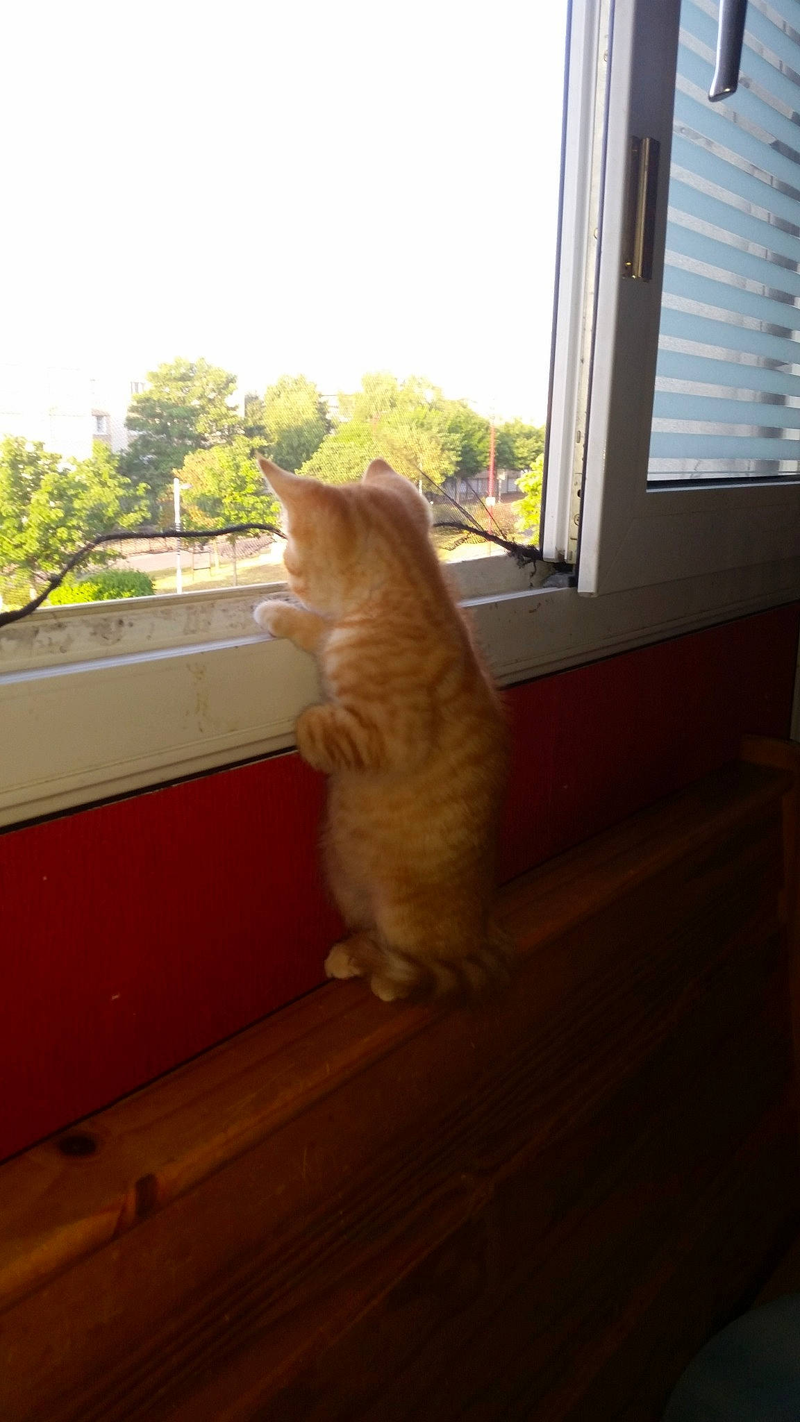 Sarko participe au concours pour gagner de l'argent avec cette photo : carnivore, cat, european_shorthair, fawn, felidae, floor, flooring, fur, hardwood, home, house, room, small_to_medium_sized_cats, sunlight, tabby_cat, tail, whiskers, window, wood