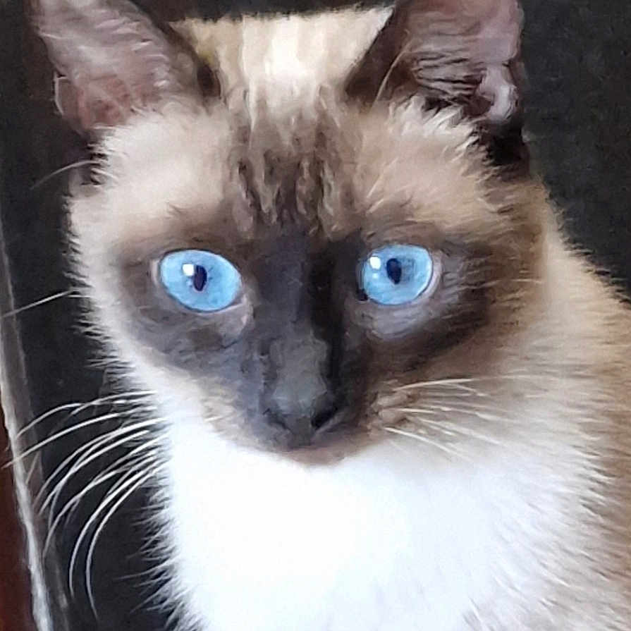 Nala a rejoint le concours — aidez-le/la à gagner de superbes lots ! alert, animal, blue_eyes, bright_eyes, cat, close_up, cute, domestic_cat, ears, face, feline, fur, indoor, looking, mammal, pet, portrait, siamese_cat, small_animal, whiskers