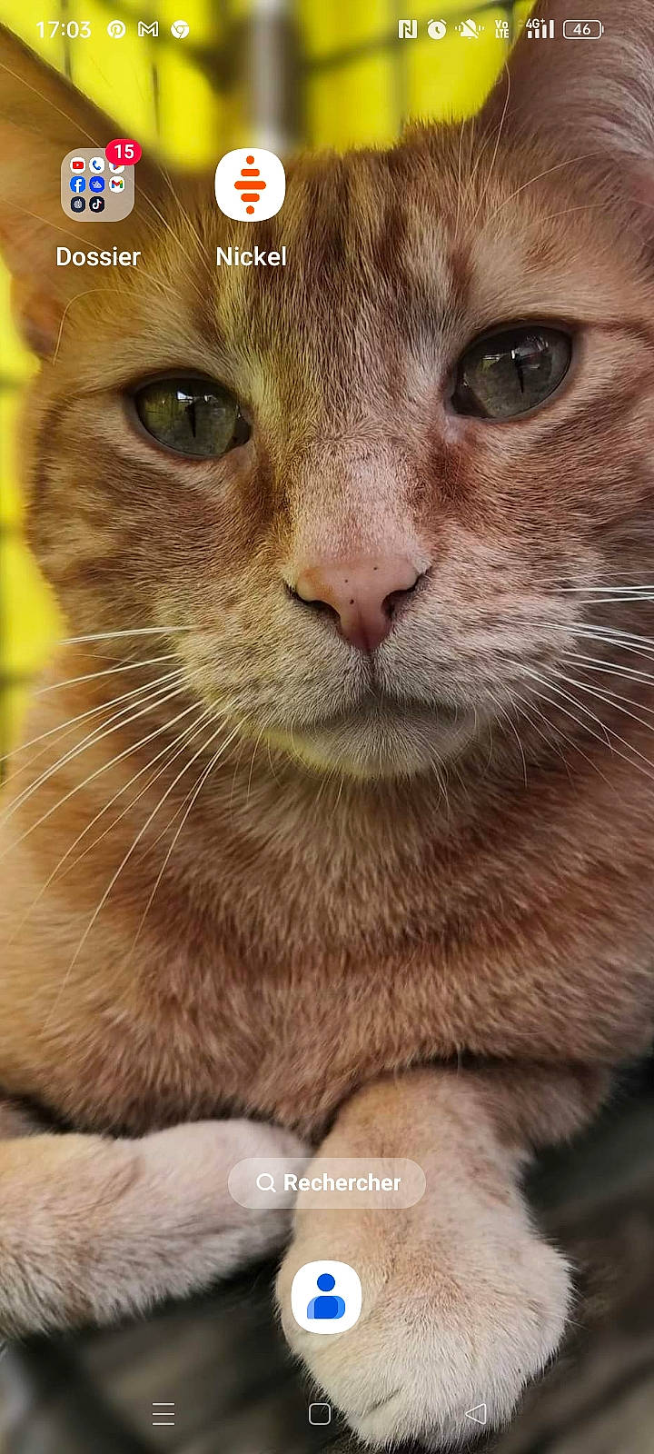 Seth participe au concours pour gagner de l'argent avec cette photo : carnivore, cat, close_up, curious, domestic_short_haired_cat, eye, fawn, felidae, fur, pet_supply, plant, small_to_medium_sized_cats, snout, terrestrial_animal, whiskers