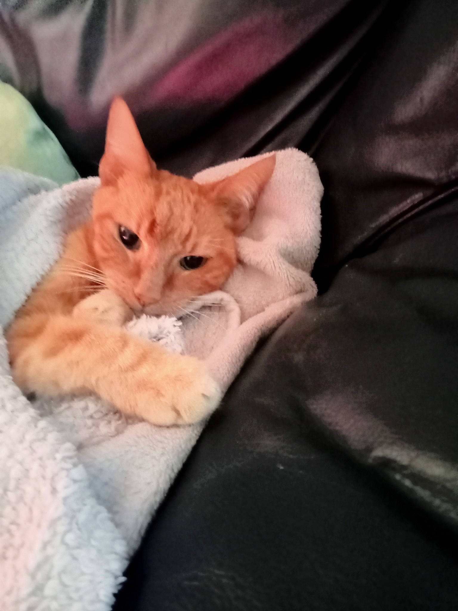 Seth a rejoint le concours — aidez-le/la à gagner de superbes lots ! bedding, carnivore, cat, claw, comfort, couch, domestic_short_haired_cat, fawn, felidae, fur, human_leg, linens, nap, paw, peach, sitting, small_to_medium_sized_cats, snout, tail, whiskers