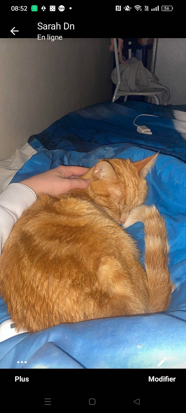 Seth a rejoint le concours — aidez-le/la à gagner de superbes lots ! bed, bedtime, blue, carnivore, cat, comfort, companion_dog, dog_breed, domestic_short_haired_cat, fawn, felidae, fur, linens, mammal, room, small_to_medium_sized_cats, sporting_group, tail, textile, whiskers