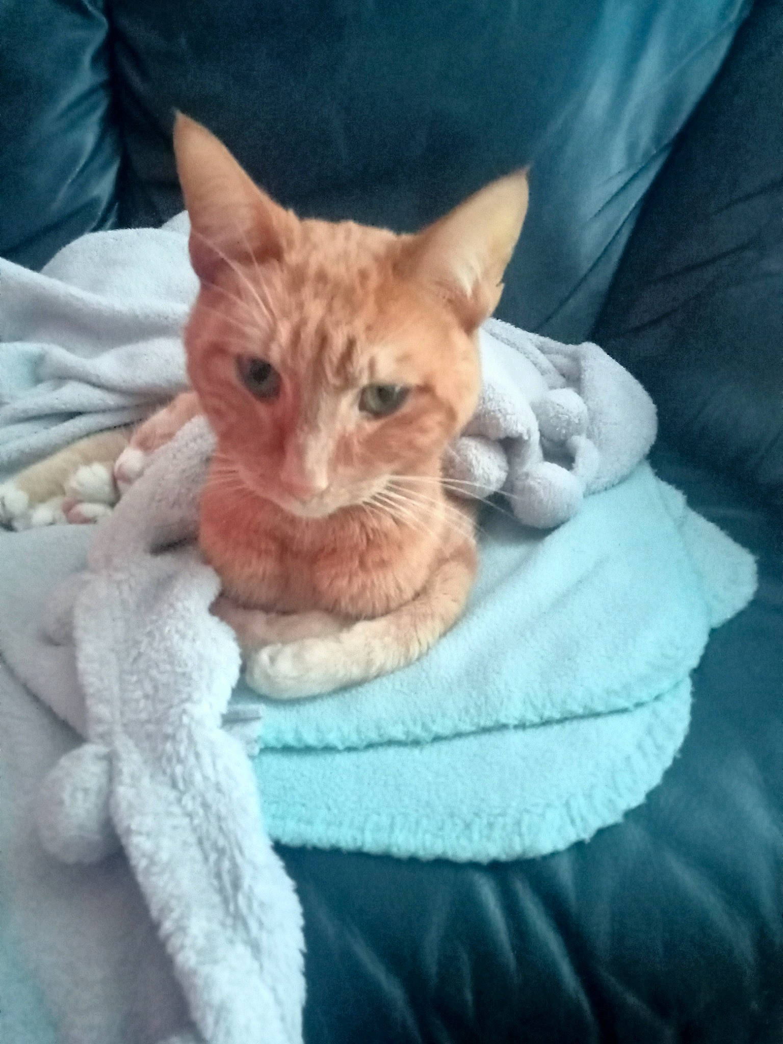 Seth a rejoint le concours — aidez-le/la à gagner de superbes lots ! bed, bedding, carnivore, cat, cat_bed, cat_supply, claw, comfort, couch, domestic_short_haired_cat, fawn, felidae, fur, linens, paw, photo_caption, small_to_medium_sized_cats, snout, tail, whiskers