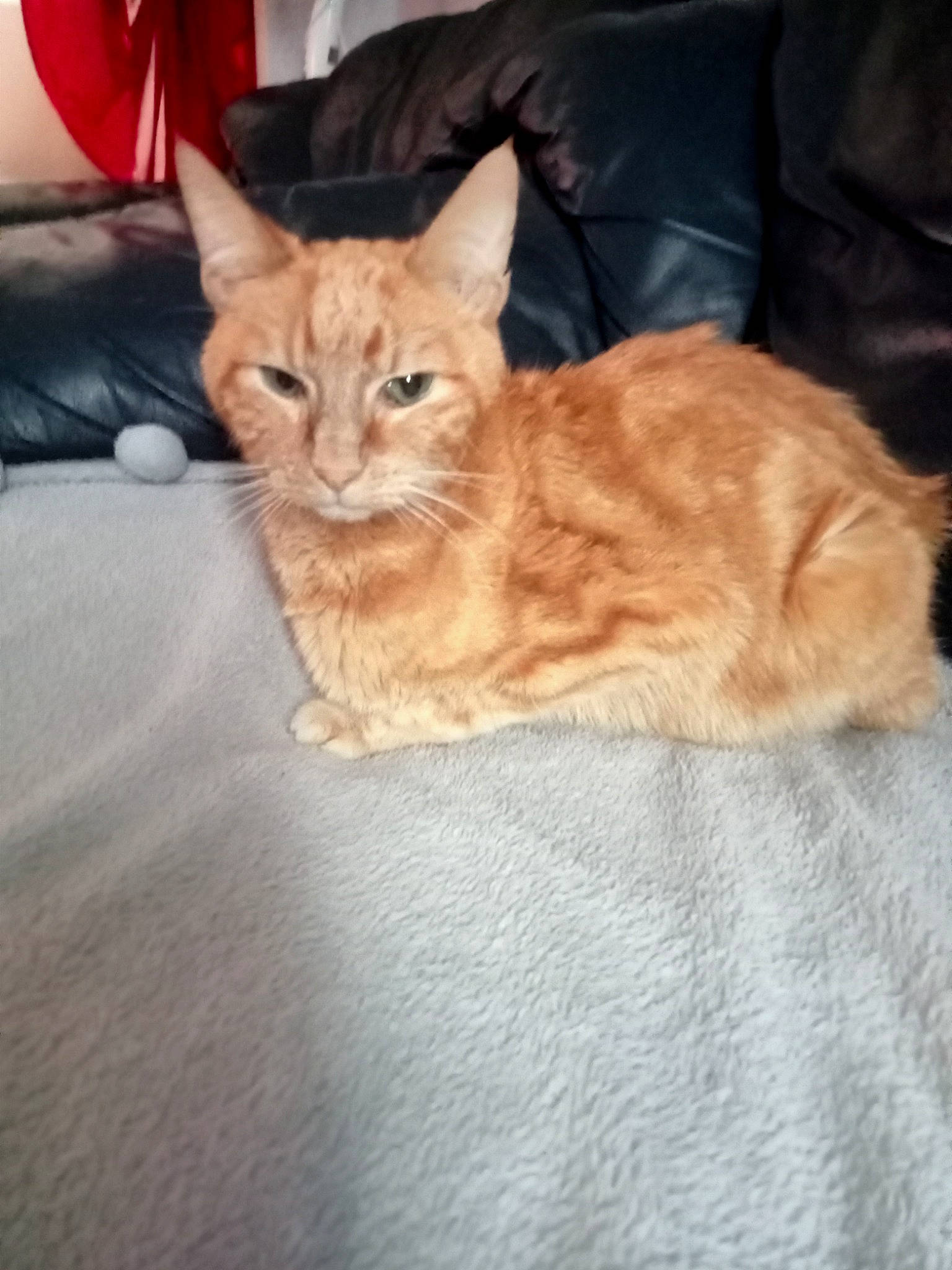 Seth participe au concours pour gagner de l'argent avec cette photo : carnivore, cat, claw, comfort, couch, domestic_short_haired_cat, eye, fawn, felidae, fur, nap, paw, plant, sitting, small_to_medium_sized_cats, snout, tail, tree, whiskers, wood