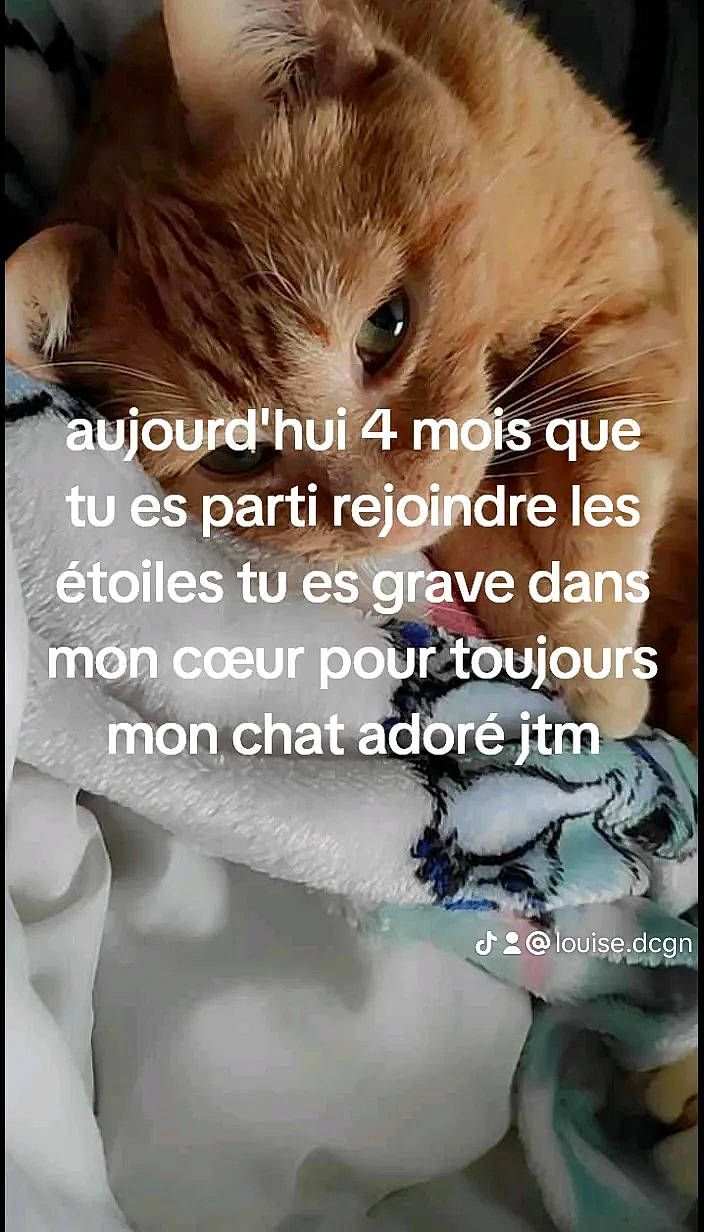 Steph participe au concours pour gagner de l'argent avec cette photo : art, cat, eyelash, fashion_accessory, felidae, font, fur, gesture, happy, nail, organism, petal, photo_caption, photograph, photography, plant, screenshot, small_to_medium_sized_cats, terrestrial_animal, whiskers