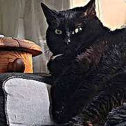 Baguerra a rejoint le concours — aidez-le/la à gagner de superbes lots ! cat, black_cat, feline, pet, animal, indoor, armchair, furniture, wood, side_table, relaxing, portrait, whiskers, ears, fur, eyes, domestic_animal, mammal, cozy, resting