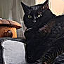 cat, black_cat, feline, pet, animal, indoor, armchair, furniture, wood, side_table, relaxing, portrait, whiskers, ears, fur, eyes, domestic_animal, mammal, cozy, resting