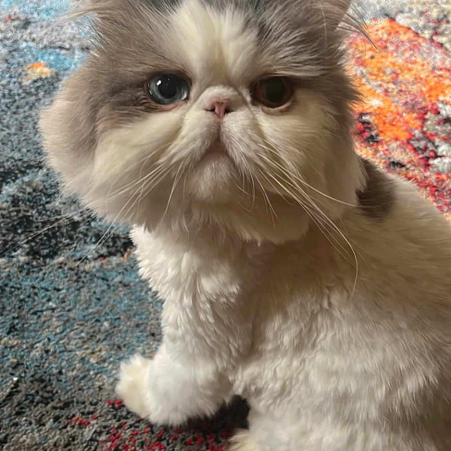 Yoda joined the competition — help win amazing prizes! animal, carpet, cat, colorful, curious, cute, domestic, eyes, face, feline, fluffy, fur, heterochromia, indoor, pet, portrait, sitting, small, soft, whiskers