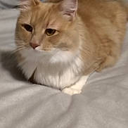 Clara is registered to the contest to win money with this photo: cat, orange_cat, white_cat, loaf_position, feline, pet, animal, fur, ears, whiskers, bed, blanket, soft, indoor, resting, cute, domestic_cat, mammal, cozy, relaxed