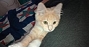 Clara joined the competition — help win amazing prizes! kitten, cat, pet, orange_cat, white_paws, bed, quilt, person, lap, foot, indoor, furniture, blanket, curious, stretching, animal, cute, young, feline, domestic