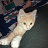 kitten, cat, pet, orange_cat, white_paws, bed, quilt, person, lap, foot, indoor, furniture, blanket, curious, stretching, animal, cute, young, feline, domestic