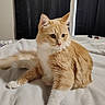 Clara is registered to the contest to win money with this photo: cat, orange_cat, white_cat, fluffy, pet, indoor, bed, blanket, curtains, window, feline, resting, animal, cozy, soft, whiskers, ears, tail, paws, cute