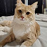 Clara is registered to the contest to win money with this photo: cat, orange_cat, white_fur, fluffy, pet, indoor, bed, resting, curious, feline, whiskers, ears, close_up, animal, soft_texture, domestic_cat, cute, relaxed, portrait, sleepy