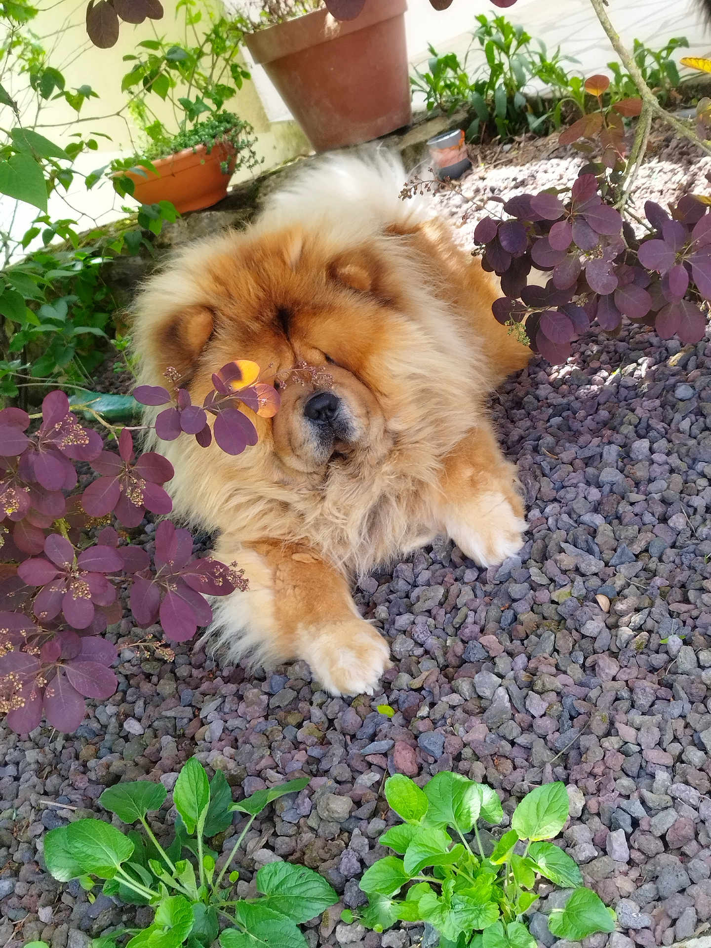 Rio participe au concours pour gagner de l'argent avec cette photo : dog, chow_chow, fluffy, outdoor, garden, rocks, plants, bushes, purple_leaves, green_leaves, relaxed, animal, pet, fur, nature, sunlight, peaceful, lying_down, close_up, portrait