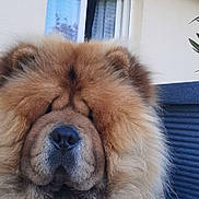 Rio participe au concours pour gagner de l'argent avec cette photo : dog, chow_chow, fluffy, fur, pet, animal, outdoor, house, window, stone_floor, calm, close_up, muzzle, paw, resting, canine, portrait, domestic_animal, cute, furry