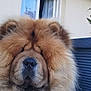 dog, chow_chow, fluffy, fur, pet, animal, outdoor, house, window, stone_floor, calm, close_up, muzzle, paw, resting, canine, portrait, domestic_animal, cute, furry