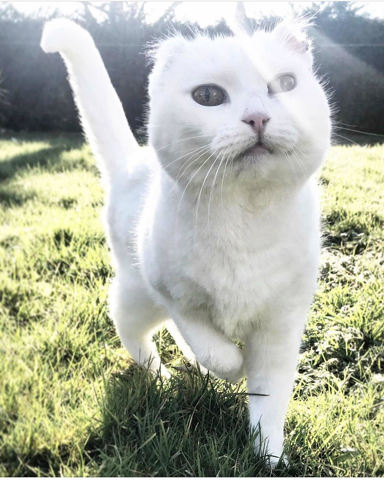 Caps a rejoint le concours — aidez-le/la à gagner de superbes lots ! carnivore, cat, domestic_short_haired_cat, felidae, grass, khao_manee, photo_caption, scottish_fold, small_to_medium_sized_cats, snout, tail, turkish_angora, whiskers