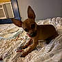 dog, brown_dog, small_dog, pet, bed, quilt, chew_sticks, plates, window_air_conditioner, indoor, curious, ears, looking_at_camera, furniture, blanket, home, animal, resting, cozy, tilted_head