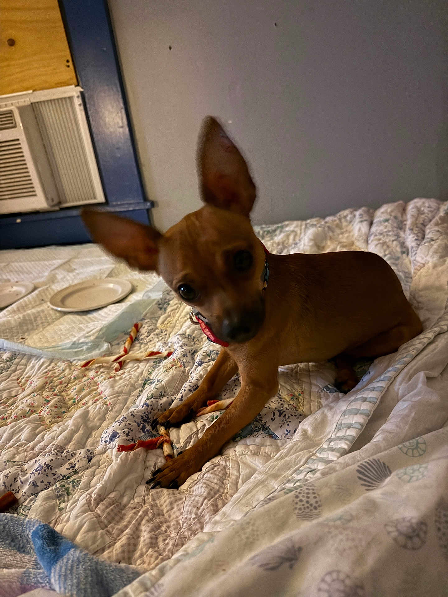 Paco is registered to the contest to win money with this photo: dog, brown_dog, small_dog, pet, bed, quilt, chew_sticks, plates, window_air_conditioner, indoor, curious, ears, looking_at_camera, furniture, blanket, home, animal, resting, cozy, tilted_head