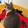animal, black_clothes, cat, clothing, curious, ears, floor, fur, gray_cat, indoor, laundry_basket, looking_away, pet, red_clothes, sitting, tail, wall, whiskers, white_cat, yellow_basket