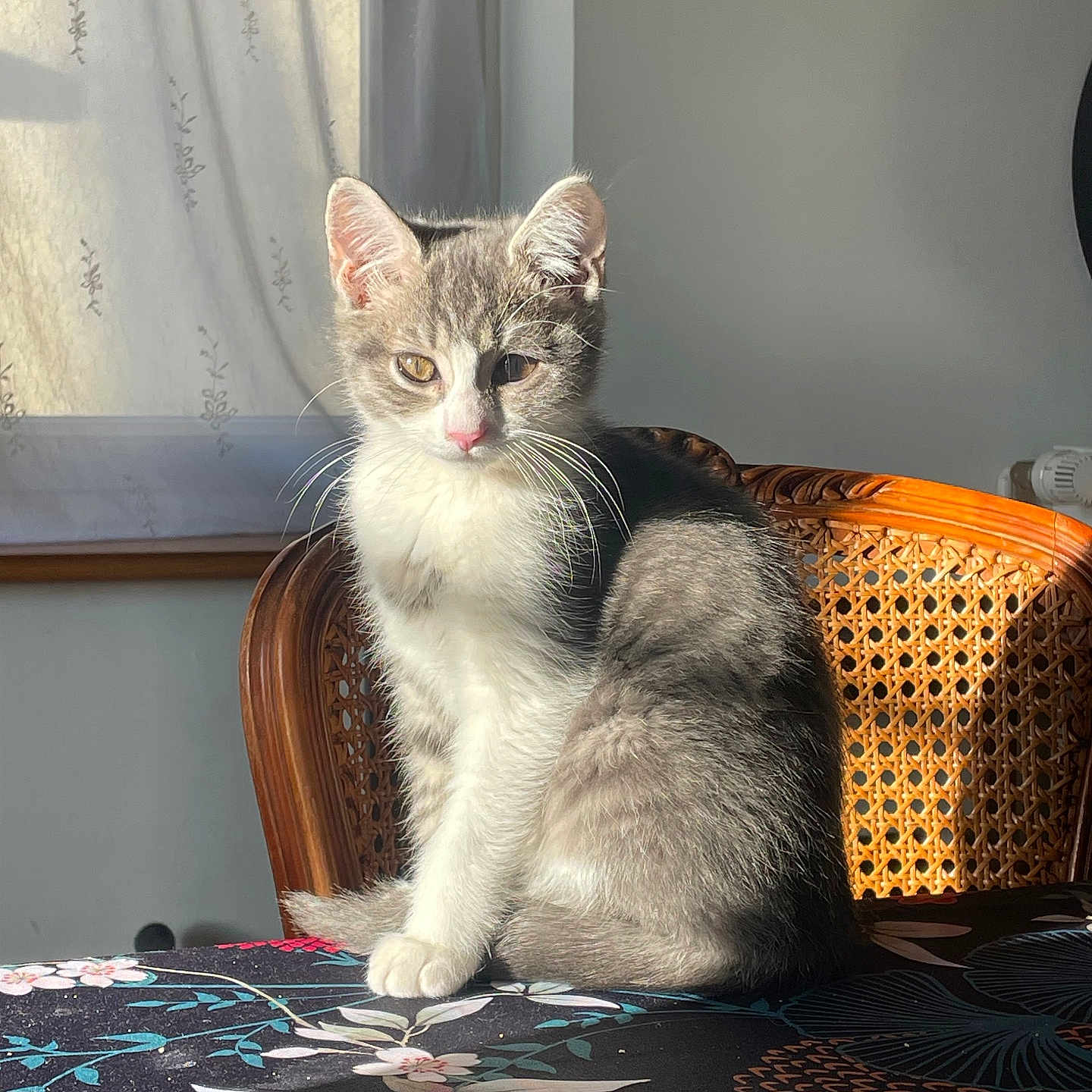 Aston a rejoint le concours — aidez-le/la à gagner de superbes lots ! cat, chair, cozy, curtains, domestic, feline, floral_pattern, gray_and_white, indoor, kitten, pet, pink_nose, portrait, shadow, sitting, sunlight, tablecloth, whiskers, window, woven_chair