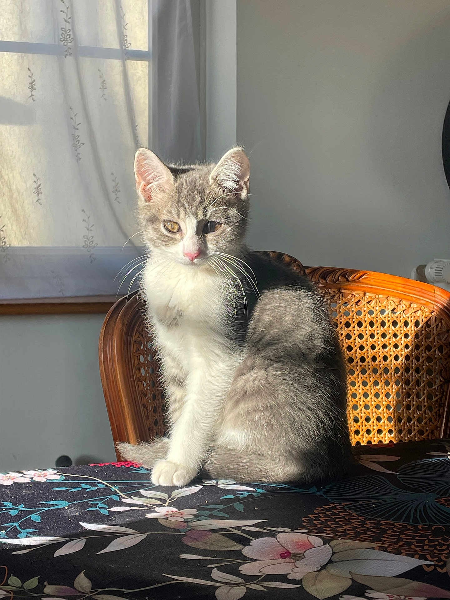 Aston a rejoint le concours — aidez-le/la à gagner de superbes lots ! cat, kitten, gray_and_white, sitting, tablecloth, floral_pattern, sunlight, window, curtains, chair, woven_chair, indoor, pet, feline, whiskers, pink_nose, shadow, cozy, domestic, portrait